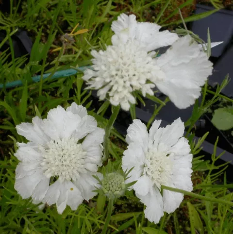 Scabiosa cauc. 'Miss Willmott'