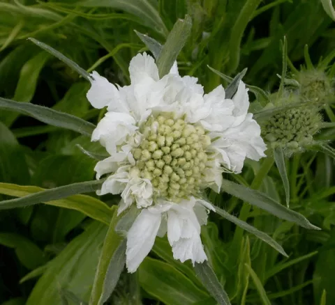 Scabiosa cauc. 'Perfecta Alba'