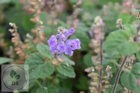 Scutellaria indica 'Parvifolia'