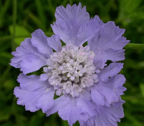 Scabiosa cauc. 'Perfecta'