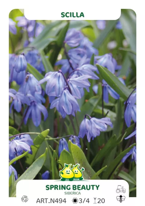Scilla sibirica 'Spring Beauty'