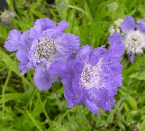 Scabiosa cauc. 'Stäfa'