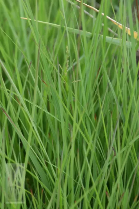 Schizachyrium scoparium 'Wildwest'