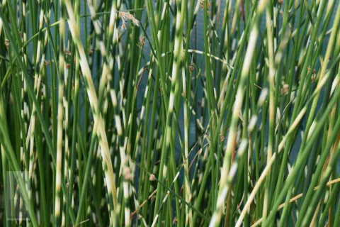 Schoenoplectus (Scirpus) tabern. 'Zebrinus'