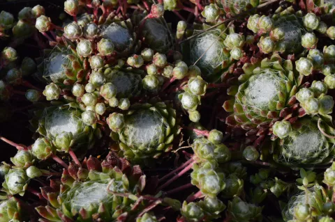 Sempervivum arachnoideum