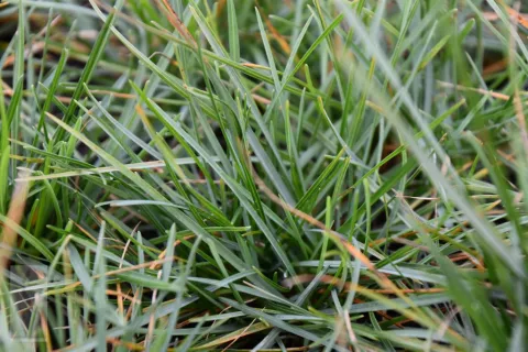 Sesleria caerulea (albicans)