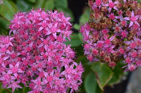 Sedum hybride 'Carl'