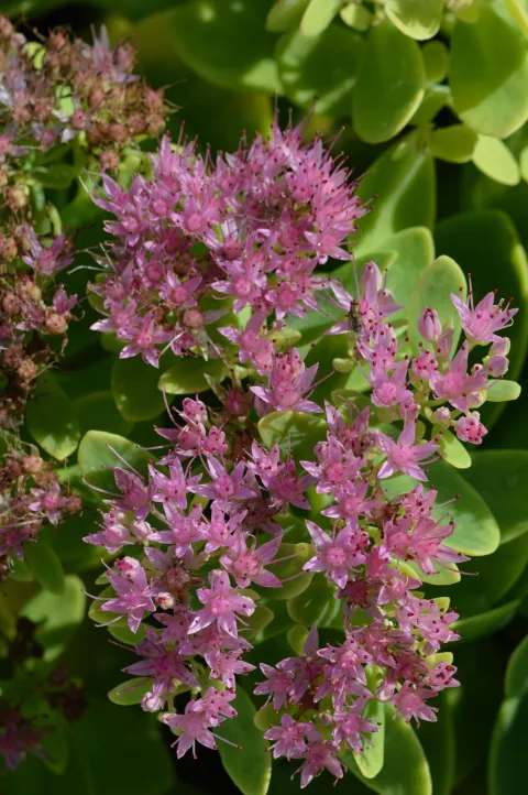 Sedum hybride 'Carmen'