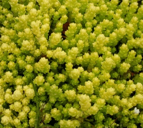 Sedum acre 'Elegans'