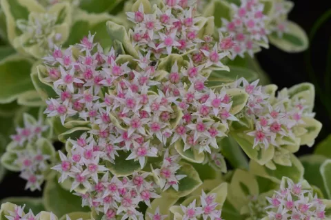 Sedum hybride 'Frosty Morn'