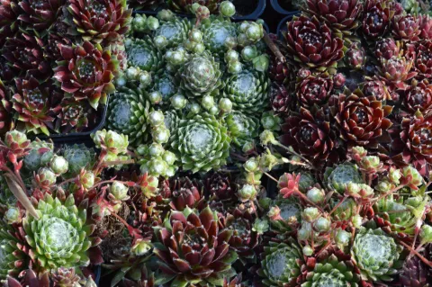 Sempervivum gemengd