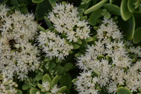 Sedum spectabile 'Iceberg'