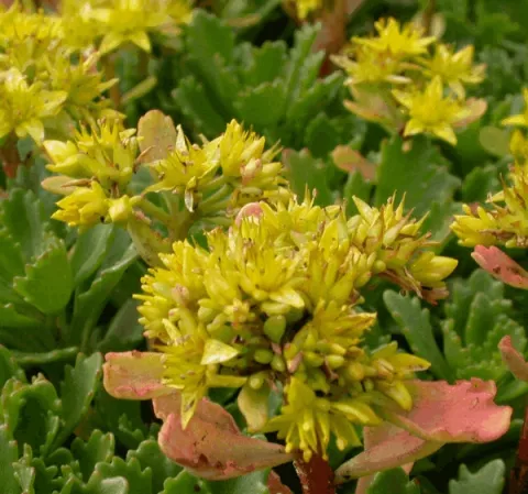 Sedum hybride 'Immergrünchen'