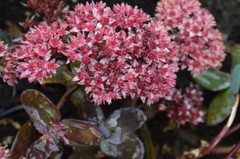 Sedum hybride 'José Aubergine'