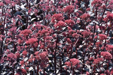 Sedum hybride 'José Aubergine'