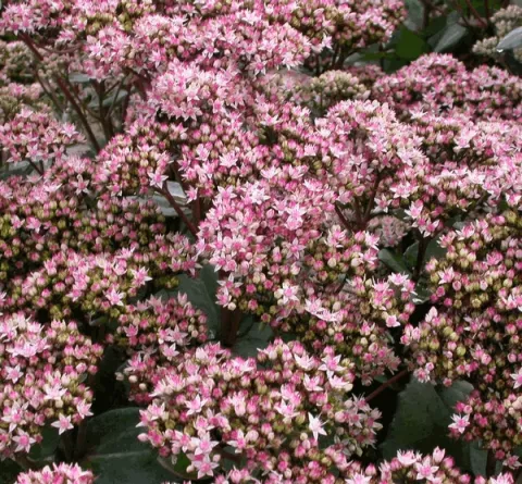 Sedum hybride 'Matrona'