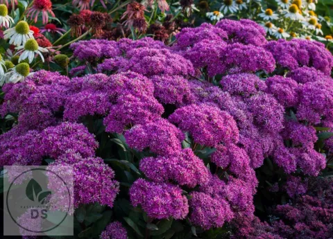 Sedum hybride 'Mr Goodbud'