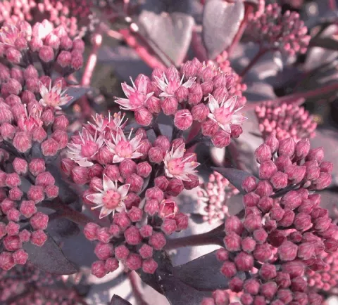 Sedum hybride 'Purple Emperor'