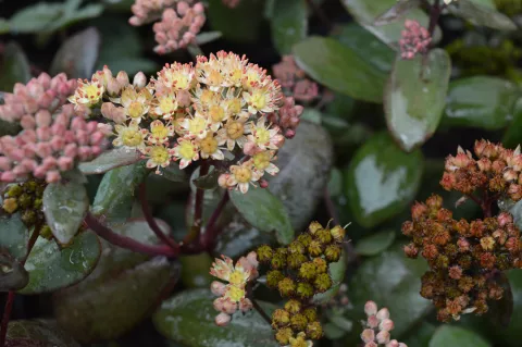 Sedum hybride 'Picolette'