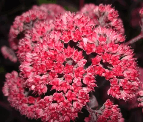 Sedum hybride 'Red Cauli'