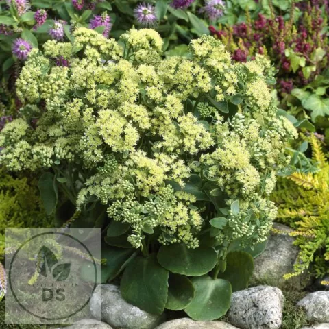 Sedum hybride 'Sunkissed' PBR