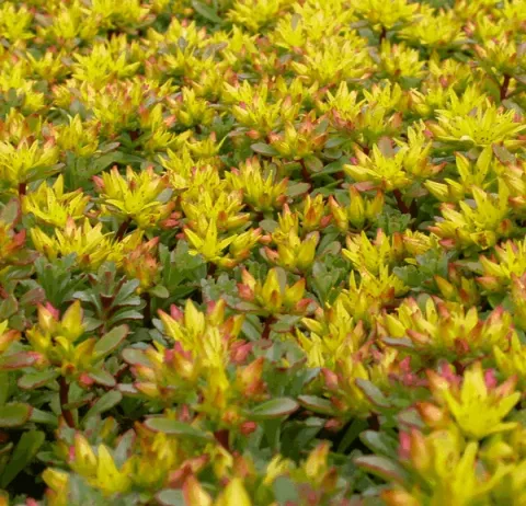 Sedum flor. 'Weihenstephaner Gold'