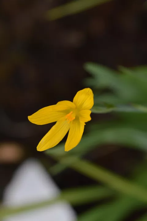 Sisyrinchium californicum (brachypus)