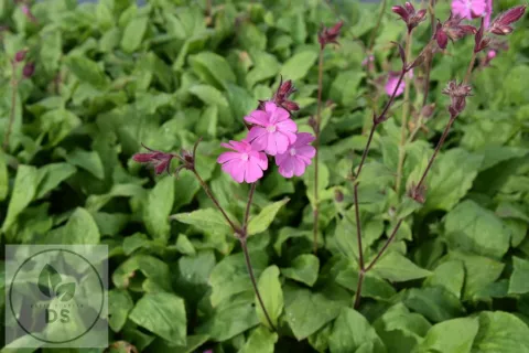 Silene dioica