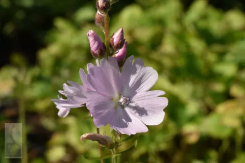 Sidalcea 'Elsie Heugh'