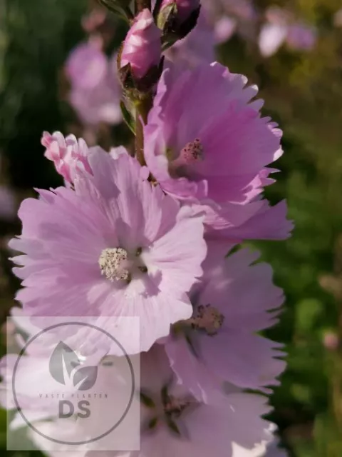 Sidalcea 'Little Princess'