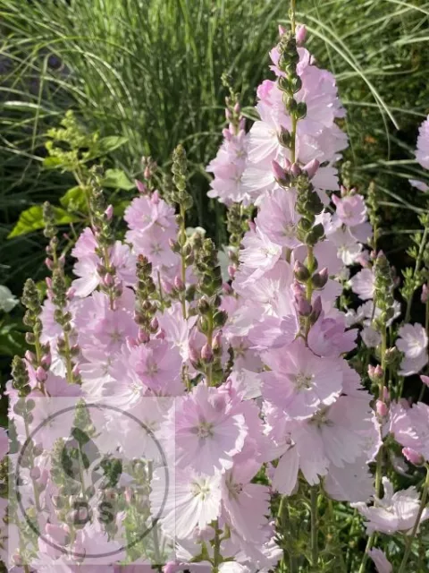 Sidalcea 'Little Princess'