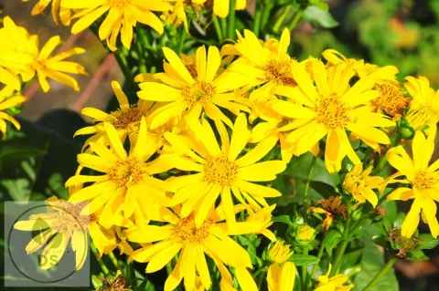 Silphium JS 'Maya'