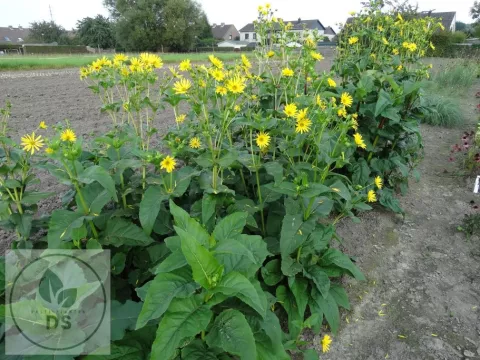 Silphium JS 'Maya'