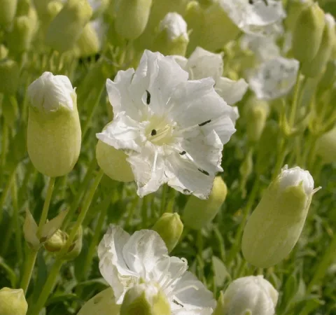 Silene maritima 'Weisskehlchen'