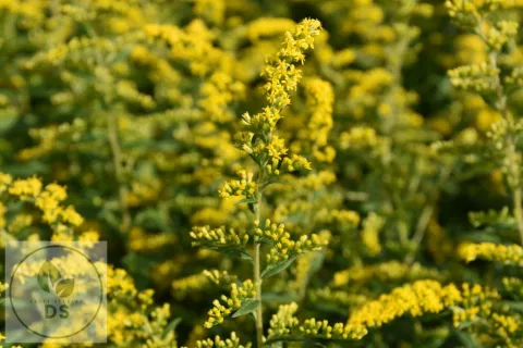 Solidago rugosa 'Fireworks'