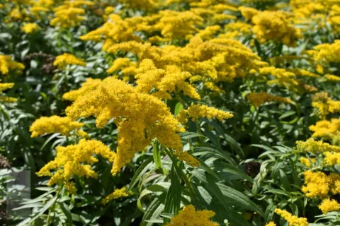 Solidago 'Golden Dwarf'
