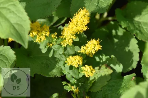 Solidago sphacelata 'Golden Fleece'