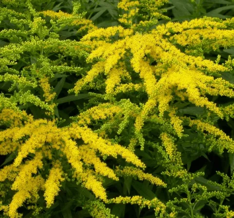 Solidago 'Golden Mosa'