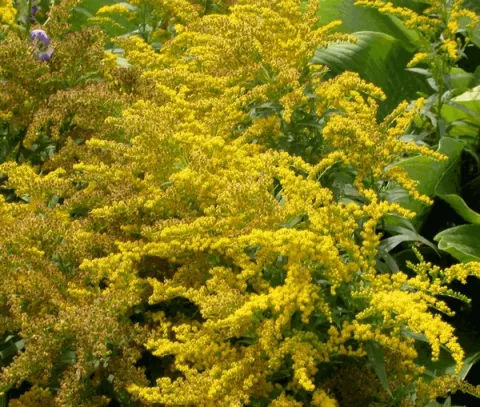 Solidago 'Goldkind'