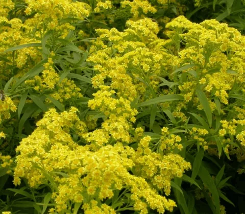 Solidaster luteus 'Lemore'