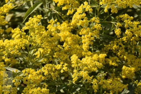 Solidago 'Strahlenkrone'