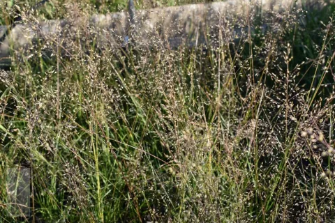 Sporobolus het. 'Cloud'
