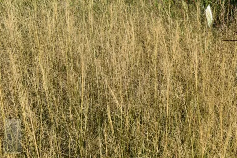 Sporobolus airoides 'Delicatesse'