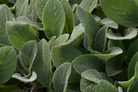 Stachys byz. 'Big Ears'