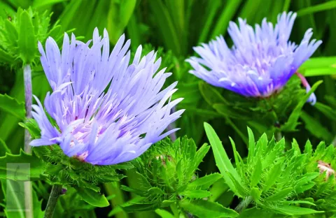 Stokesia laevis 'Blue Star'