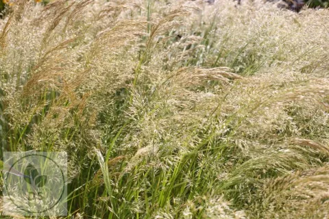 Stipa calamagrostis (Achnatherum)