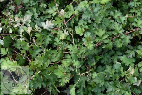 Stephanandra incisa 'Crispa'