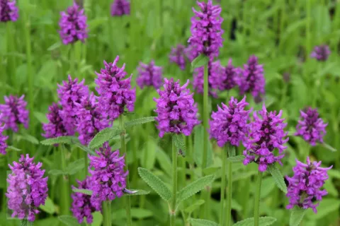 Stachys monnieri 'Hummelo'