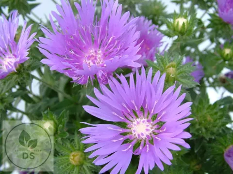 Stokesia laevis 'Mel's Blue'