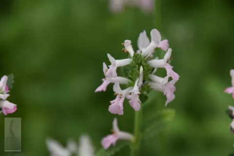 Stachys officinalis 'Pinkie'